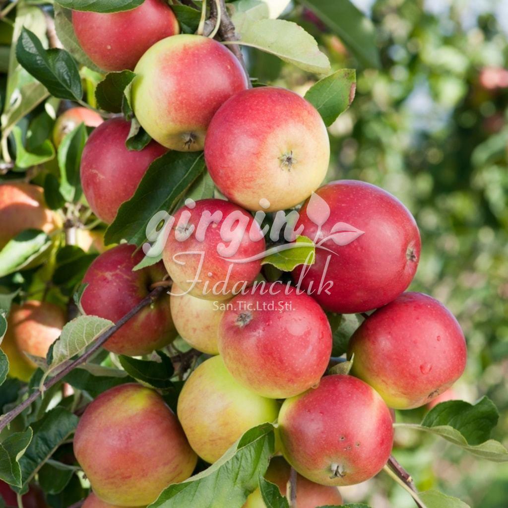 amasya-elmasi-kg-1435-jpg